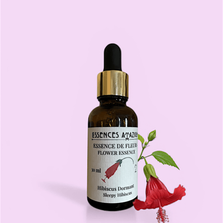 Flower essence of Sleepy Hibiscus